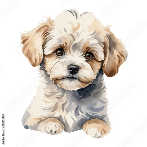 Maltipoo Dog Puppy Hand Drawn Watercolor Painting Illustration