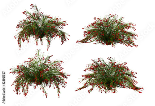 3D render ivy with colorful flowers On a transparent background