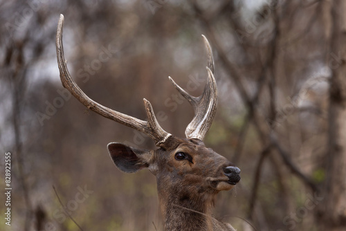 Portrait of a Sambar deer at Panna Tiger Reserve  Madhya pradesh  India