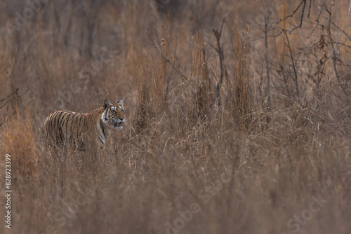 A tiger in the bushes at Panna Tiger Reserve, Madhya pradesh, India
