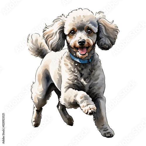 Poodle Dog Hand Drawn Watercolor Painting Illustration