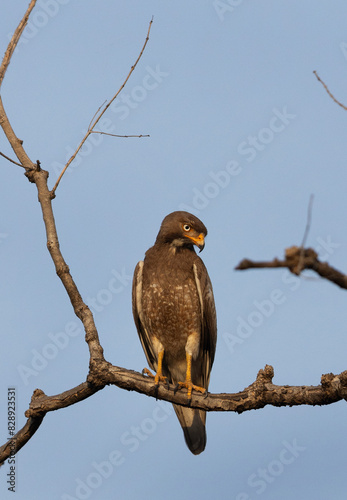 Portrait of a White-eyed buzzard perched on a tree at Panna Tiger Reserve , Madhya Pradesh, India