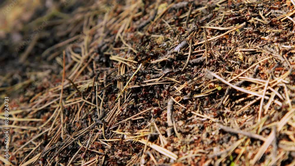 Ants teamwork on the anthill Ants teamwork on the anthill