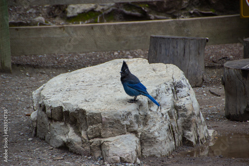 Steller's Jay stands on a large rock. photo