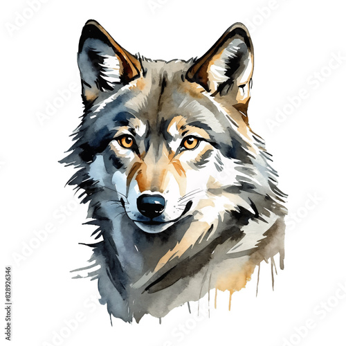 Grey Wolf Hand Drawn Watercolor Painting Illustration © Reytr