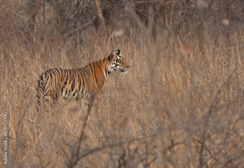 A tiger in the bushes at Panna Tiger Reserve  Madhya pradesh  India