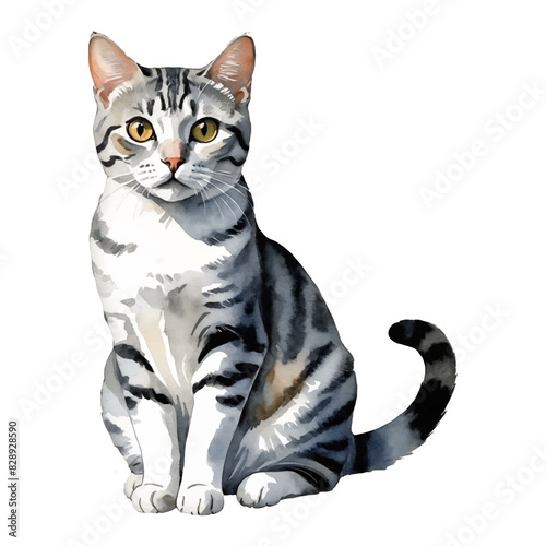 American Shorthair Cat Sitting Hand Drawn Watercolor Painting Illustration