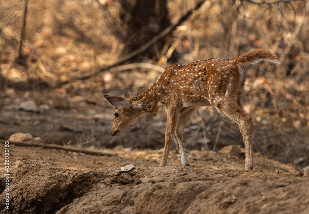 Cheetal fawn at Panna Tiger Reserve, Madhya pradesh, India. Cheetal fawn at Panna Tiger Reserve, Madhya pradesh, India.
