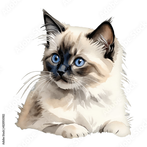 Birman Cat Kitten Portrait Hand Drawn Watercolor Painting Illustration