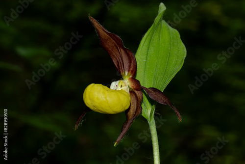 A flower of the Orchid family, the Venus slipper. A rare plant listed in the Red Book.