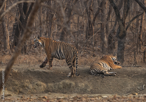 Tiger cubs in the jungle of Panna Tiger Reserve, Madhya pradesh, India © Dr Ajay Kumar Singh