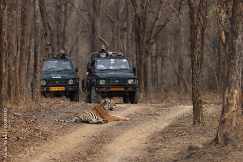 PANNA, INDIA-MAY 07: Tourist on Safari jeeps watching a tiger resting in the middle of the road at Panna Tiger Reserve, Madhya Pradesh, India on May 07, 2024 photo