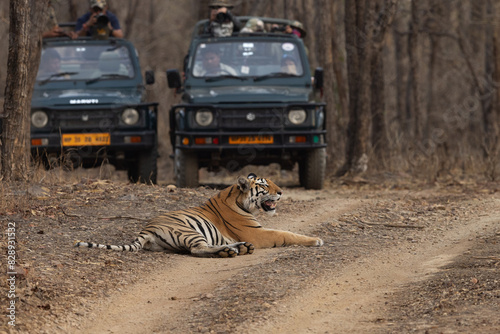 Photography PANNA, INDIA-MAY 07: Tourist on Safari jeeps watching a tiger resting in the mid