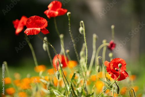 Red poppy flower close up.