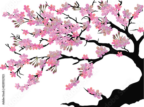 part of cherry tree with large pink flowers on white background