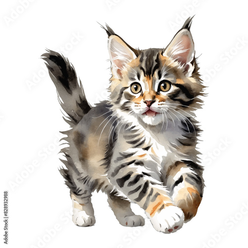 Maine Coon Cat Kitten Hand Drawn Watercolor Painting Illustration