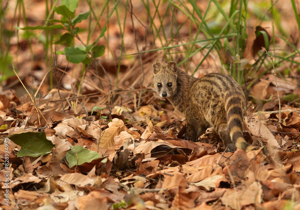 Small Indian civet at Bhandavgarh Tiger Reserve, Madhya pradesh, India