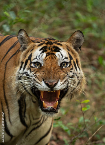 A portrait of a tiger at Bhandavgarh Tiger Reserve  Madhya pradesh  India