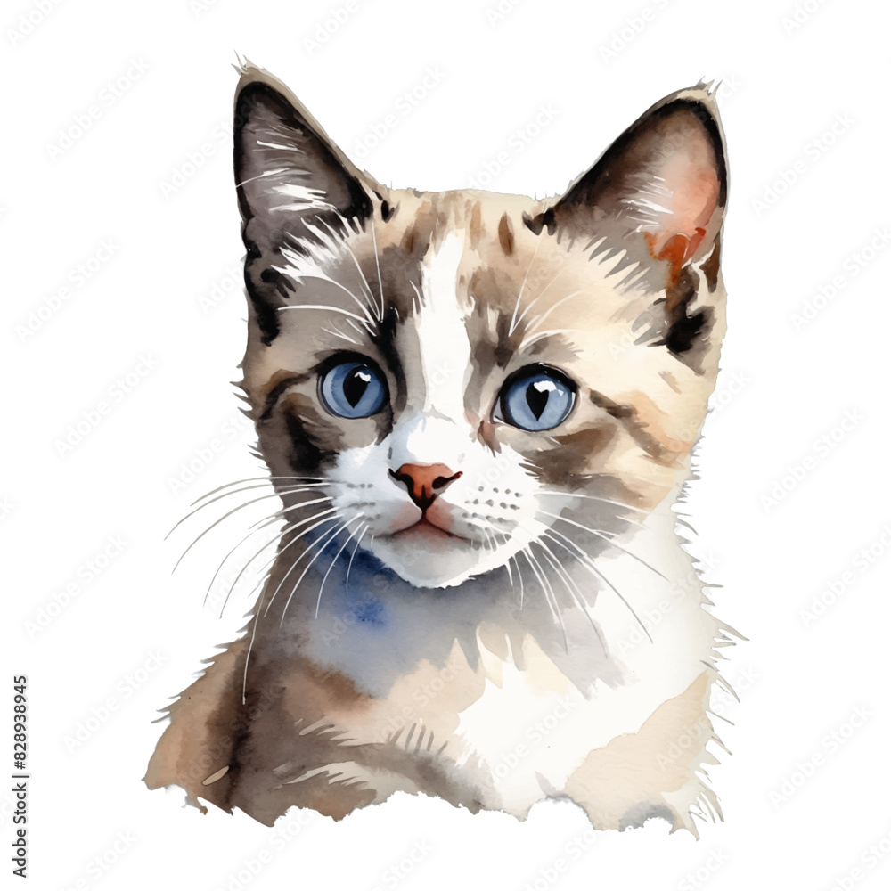 Snowshoe Cat Kitten Hand Drawn Watercolor Painting Illustration Snowshoe Cat Kitten Hand Drawn Watercolor Painting Illustration