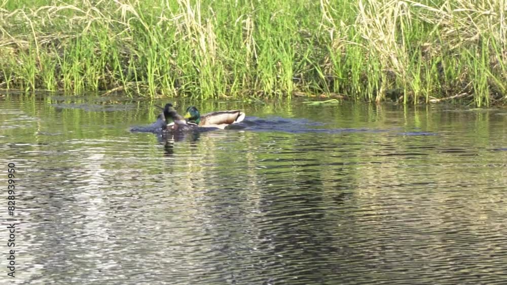 Discover the Fascinating World of the Mallard Duck