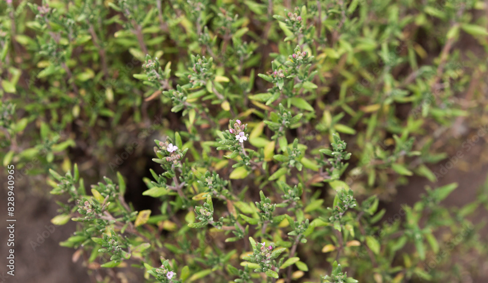 Thyme in a garden bed. Growing fragrant herbs. Medicinal plants Thyme in a garden bed. Growing fragrant herbs. Medicinal plants