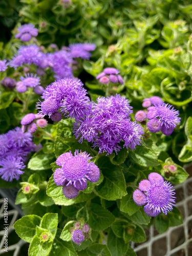 Purple flowers
