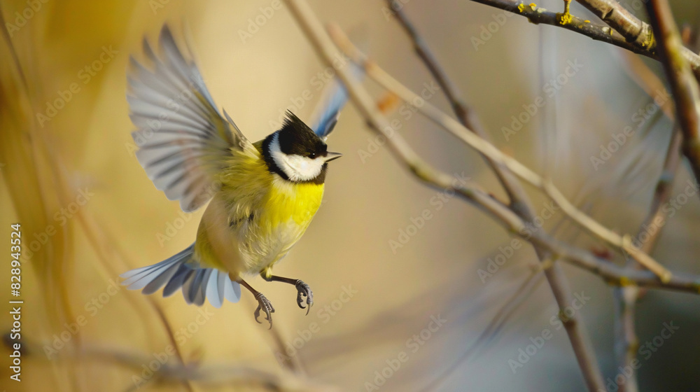 Obraz premium Great tit in mid-flight. A vibrant great tit bird captured mid-flight against a blurred natural background.
