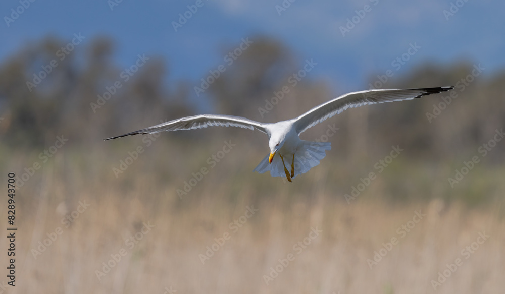 Yellow-legged Gull in graceful flight over grassland Yellow-legged Gull in graceful flight over grassland