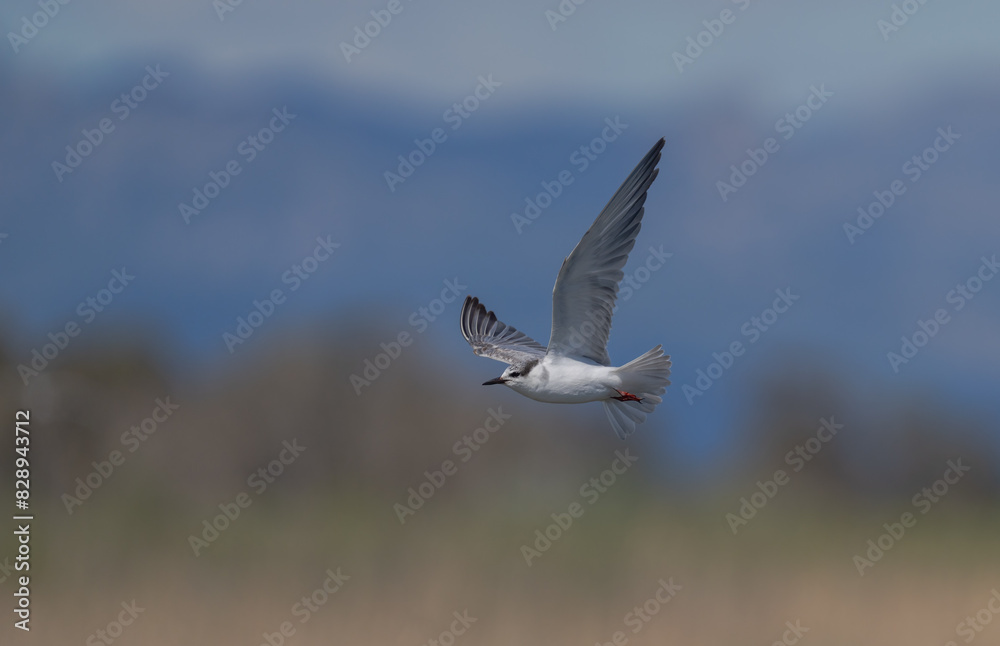 Whiskered Tern soaring in the blue sky Whiskered Tern soaring in the blue sky