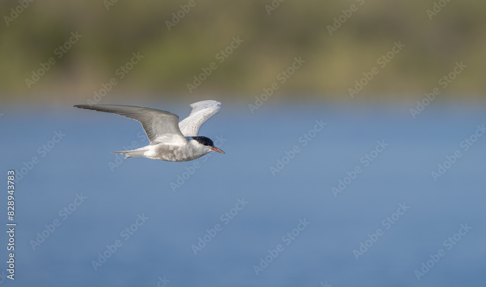 Whiskered Tern in Flight Over Calm Waters Whiskered Tern in Flight Over Calm Waters