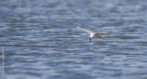 Whiskered Tern Hovering Over Water for Catch photo