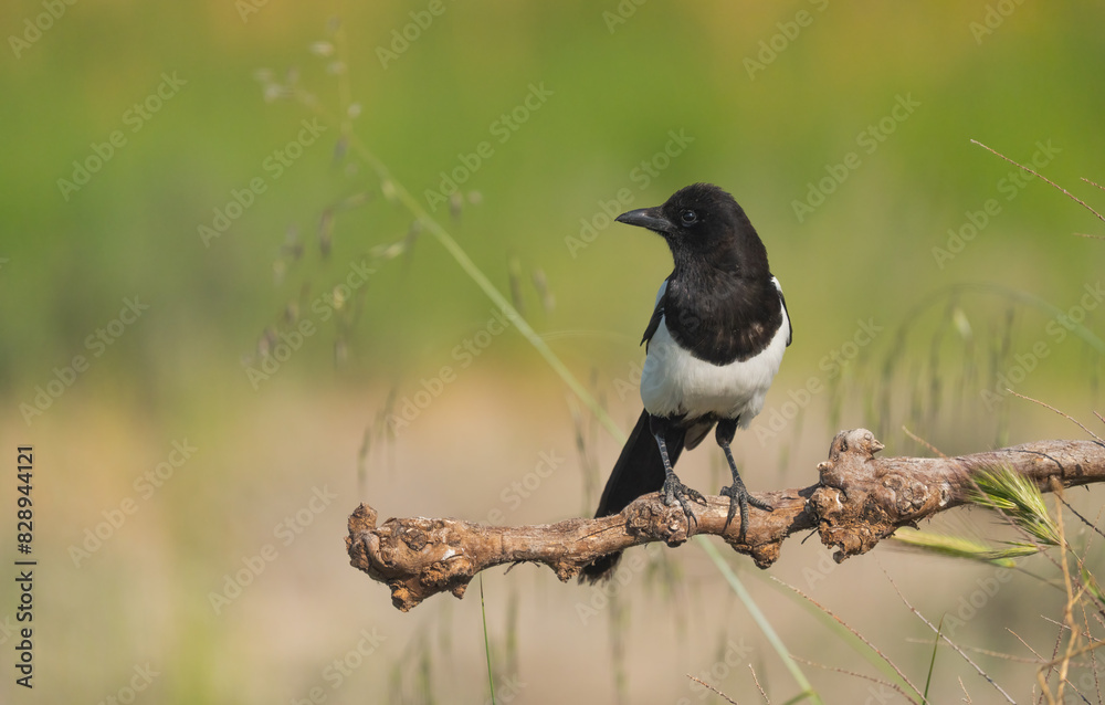 Eurasian magpie, pica pica, perched on a branch in Toledo, Spain Eurasian magpie, pica pica, perched on a branch in Toledo, Spain