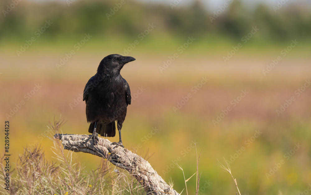 Black Carrion crow perched on a branch in Toledo’s countryside Black Carrion crow perched on a branch in Toledo’s countryside