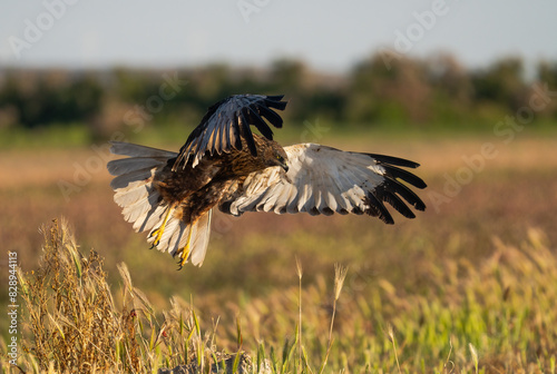 Majestic Western marsh harrier landing in Toledo's natural habitat photo