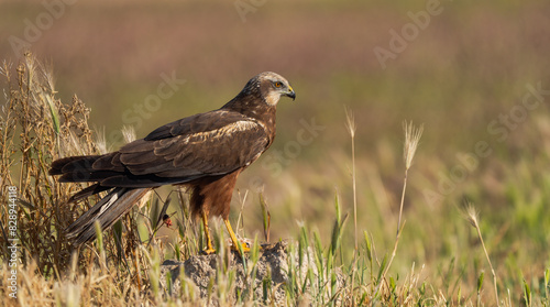 Brown Circus aeruginosus on field perch near Toledo photo