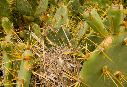 Canary Island Chiffchaff On Cactus With Nest photo