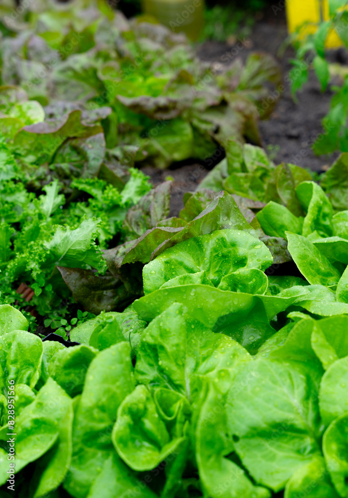 Group of lettuce at their ideal point to be brought to the table Group of lettuce at their ideal point to be brought to the table