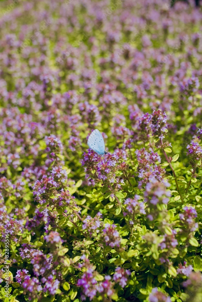 purple flowers in the garden with blue butterfly