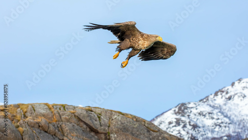 eagle in flight