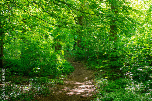 Sonnendurchfluteter Pfad durch einen dichten, grünen Wald beim Freizeitpark in Hoxfeld