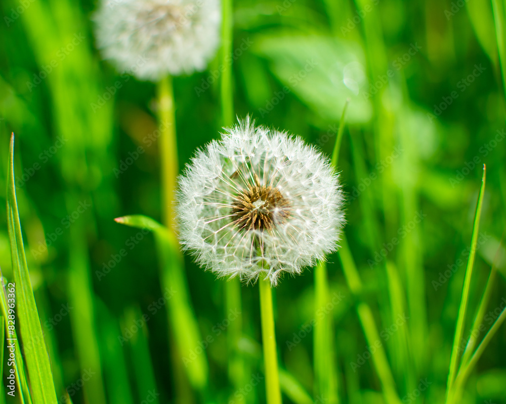 Fototapeta premium teils weg gepustete Pusteblume in Nahaufnahme mit unscharfem Hintergrund im Wald von Hoxfeld, NRW, Deutschland