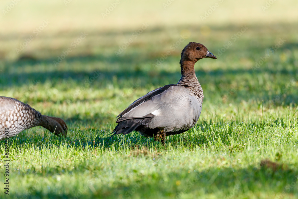 Photograph of an Australian Wood Duck eating grass in a large grassy field in the Blue Mountains in NSW, Australia. Photograph of an Australian Wood Duck eating grass in a large grassy field in the Blue Mountains in NSW, Australia.