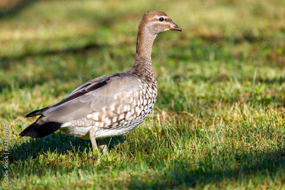 Photograph of an Australian Wood Duck eating grass in a large grassy field in the Blue Mountains in NSW, Australia. Photograph of an Australian Wood Duck eating grass in a large grassy field in the Blue Mountains in NSW, Australia.