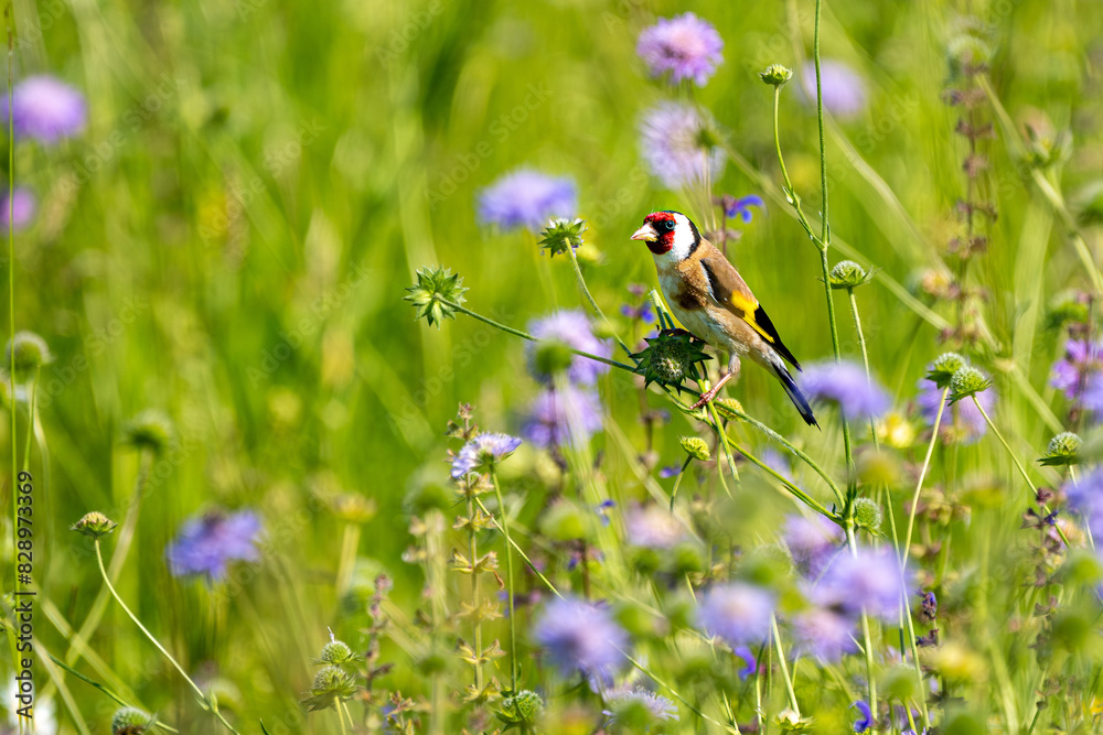 Stieglitz auf einer Wiese zwischen Acker-Witwenblumen