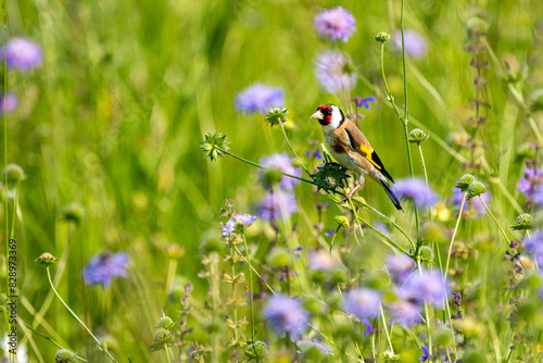Obraz na płótnie Stieglitz auf einer Wiese zwischen Acker-Witwenblumen w salonie