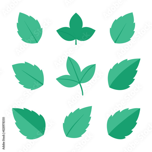 Set of Mint leaf vector icon vector on white background