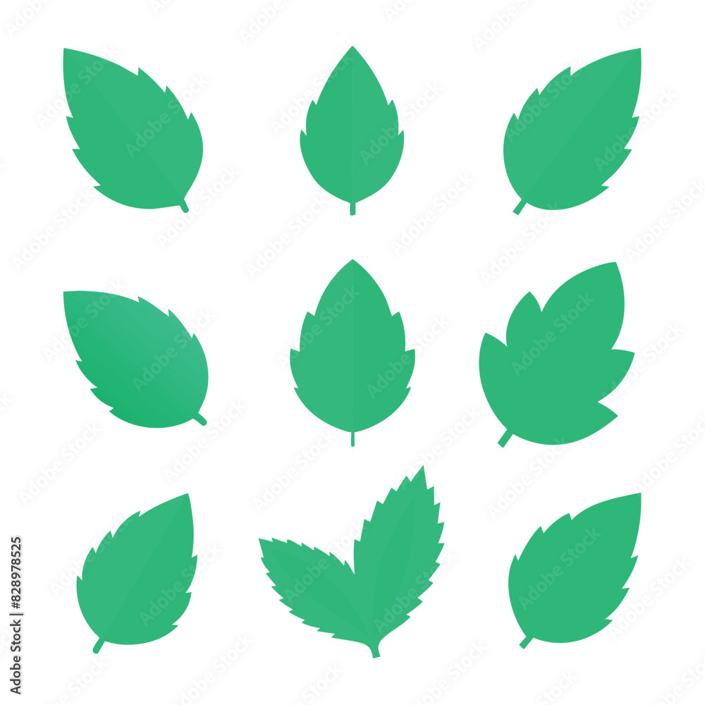 Set of Mint leaf vector icon vector on white background