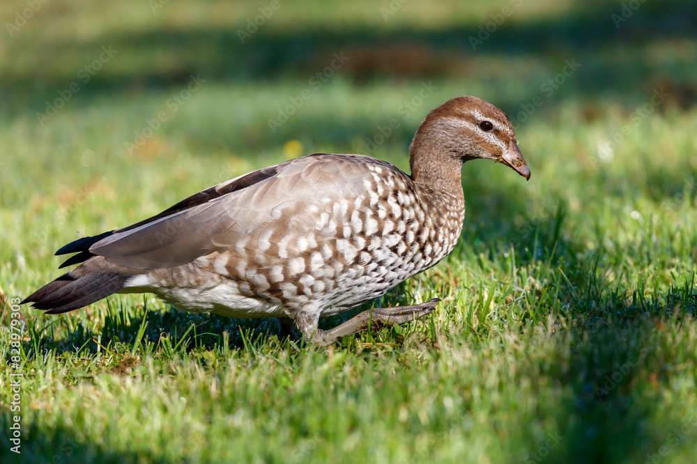 Photograph of an Australian Wood Duck eating grass in a large grassy field in the Blue Mountains in NSW, Australia. Photograph of an Australian Wood Duck eating grass in a large grassy field in the Blue Mountains in NSW, Australia.