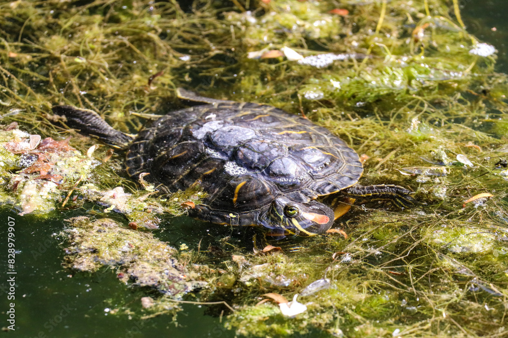 Red-Eared Slider Turtle on the Pond Red-Eared Slider Turtle on the Pond