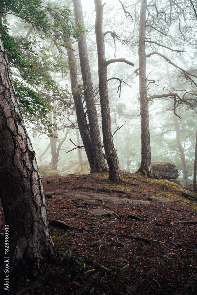Nebelstimmung im Wald, Morgens im Wald, Wälder von Luxemburg, Nebel im Wald Nebelstimmung im Wald, Morgens im Wald, Wälder von Luxemburg, Nebel im Wald